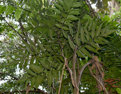 Stenocarpus cryptocarpus