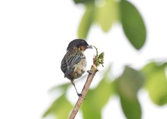 Ixothraupis rufigula