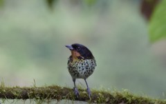 Ixothraupis rufigula