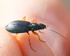 Agonum extensicolle