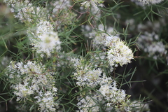 Grevillea paniculata