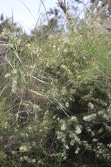Grevillea paniculata