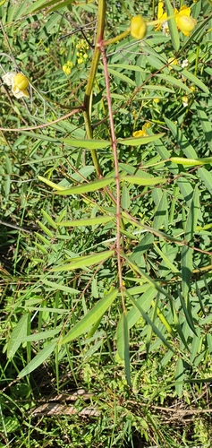 Image of Senna barclayana by no rights reserved