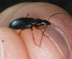 Agonum extensicolle