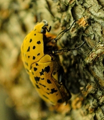 Coleoptera
