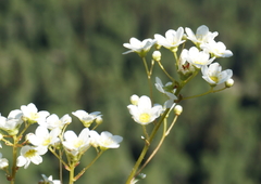Saxifraga paniculata