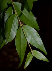 Dissiliaria surculosa
