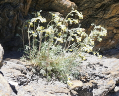 Artemisia umbelliformis