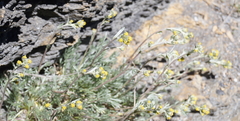 Artemisia umbelliformis