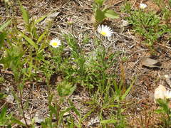 Aphanostephus ramosissimus