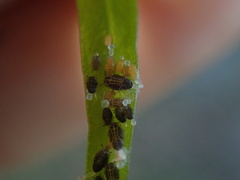 Ctenarytaina eucalypti