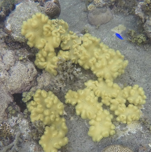 Sarcophyton elegans