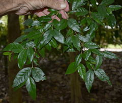 Dissiliaria surculosa