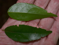 Dissiliaria surculosa
