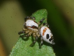 Nycerella delecta