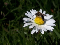 Andrena miserabilis