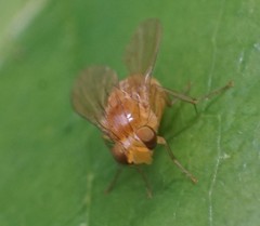 Neogriphoneura