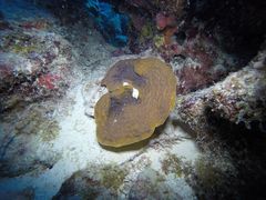 Helioseris cucullata