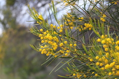 Acacia blakelyi