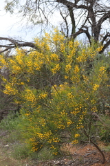 Acacia blakelyi