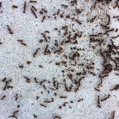 Tetramorium immigrans