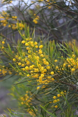 Acacia blakelyi