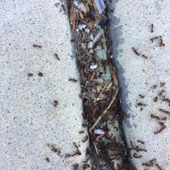Tetramorium immigrans