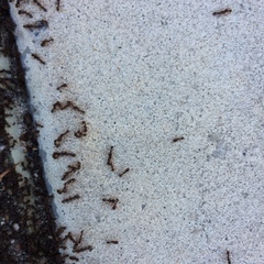 Tetramorium immigrans