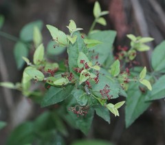 Crossopetalum