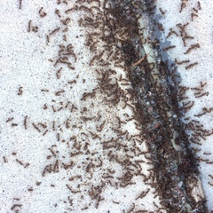 Tetramorium immigrans
