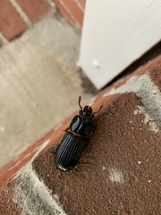 Odontotaenius disjunctus