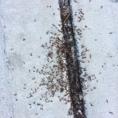 Tetramorium immigrans