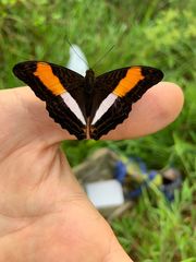 Adelpha cocala lorzae