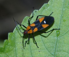 Oncopeltus spectabilis