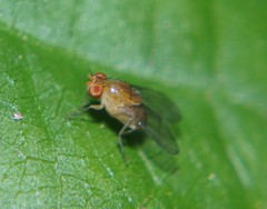 Neogriphoneura