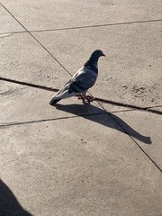 Columba livia domestica