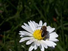 Andrena miserabilis