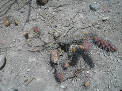 Opuntia aequatorialis