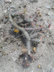 Opuntia aequatorialis