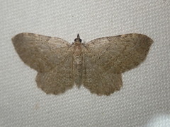 Philereme vetulata