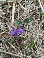 Viola sagittata