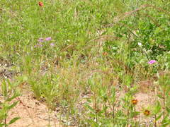 Nassella leucotricha