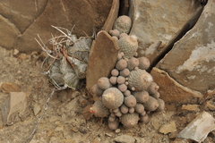 Epithelantha greggii polycephala