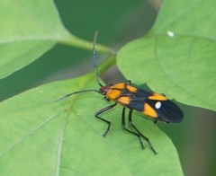 Oncopeltus spectabilis