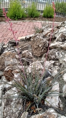 Hesperaloe parviflora