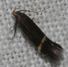 Aproaerema simplexella