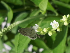 Zizula hylax pygmaea