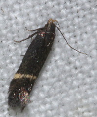 Aproaerema simplexella