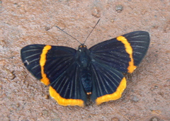 Riodina lycisca lycisca