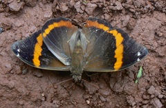 Opsiphanes invirae amplificatus